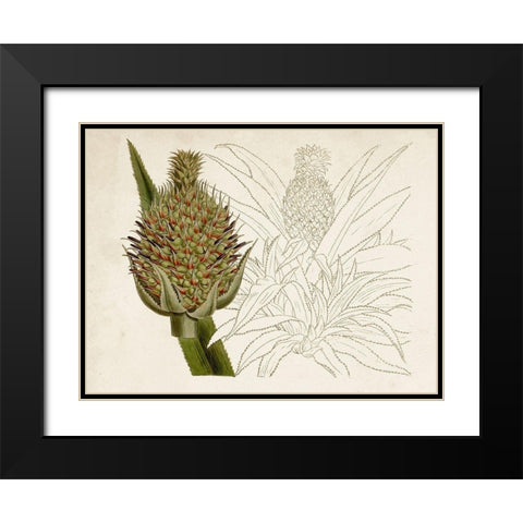 Tropical Foliage and Fruit VI Black Modern Wood Framed Art Print with Double Matting by Curtis