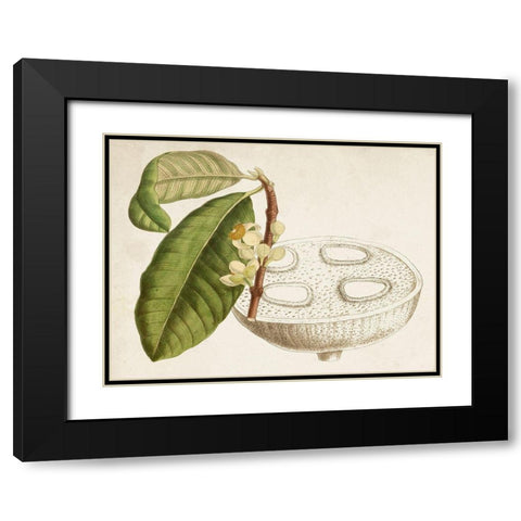 Tropical Foliage and Fruit VII Black Modern Wood Framed Art Print with Double Matting by Curtis