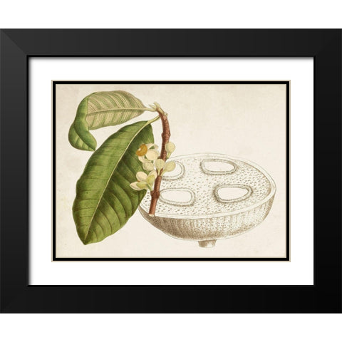 Tropical Foliage and Fruit VII Black Modern Wood Framed Art Print with Double Matting by Curtis
