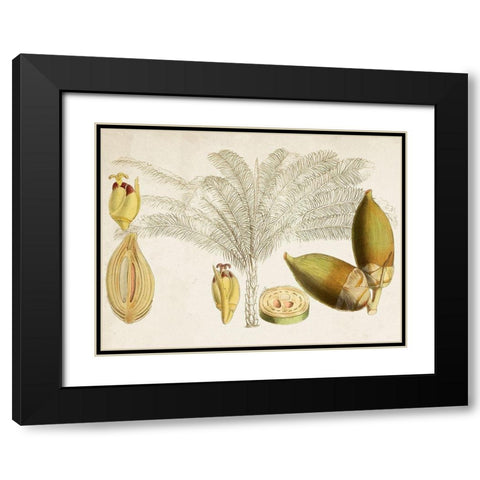 Tropical Foliage and Fruit VIII Black Modern Wood Framed Art Print with Double Matting by Curtis