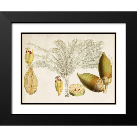 Tropical Foliage and Fruit VIII Black Modern Wood Framed Art Print with Double Matting by Curtis