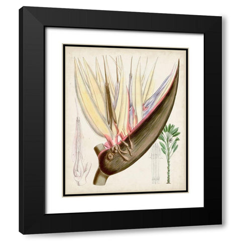 Delicate Tropicals II Black Modern Wood Framed Art Print with Double Matting by Curtis