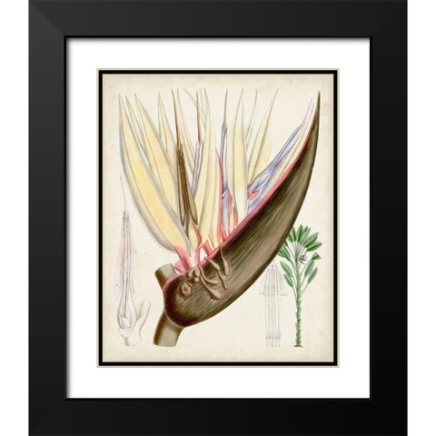 Delicate Tropicals II Black Modern Wood Framed Art Print with Double Matting by Curtis