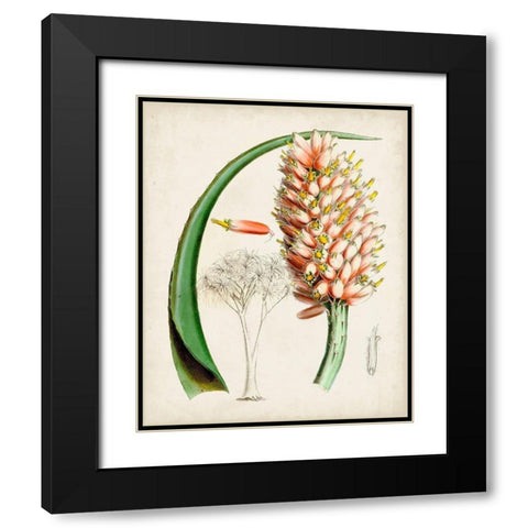 Delicate Tropicals III Black Modern Wood Framed Art Print with Double Matting by Curtis