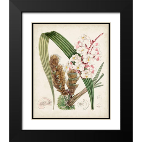 Delicate Tropicals VIII Black Modern Wood Framed Art Print with Double Matting by Curtis