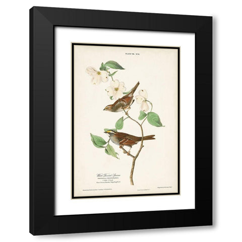 Pl.8 White-throated Sparrow Black Modern Wood Framed Art Print with Double Matting by Audubon, John James