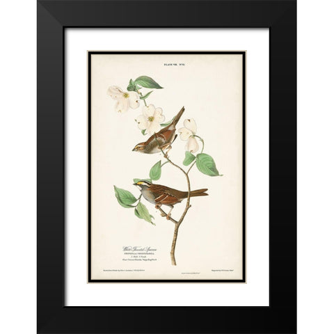Pl.8 White-throated Sparrow Black Modern Wood Framed Art Print with Double Matting by Audubon, John James