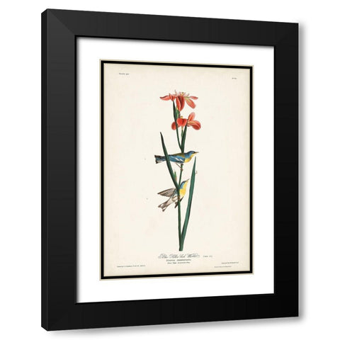 Pl. 15 Blue Yellow-back Warbler Black Modern Wood Framed Art Print with Double Matting by Audubon, John James