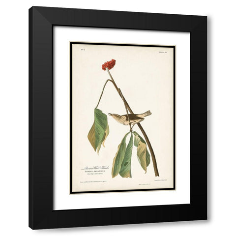 Pl. 19 Louisiana Water Thrush Black Modern Wood Framed Art Print with Double Matting by Audubon, John James
