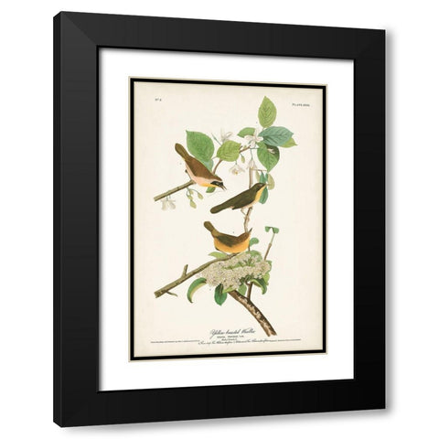 Pl. 23 Yellow-breasted Warbler Black Modern Wood Framed Art Print with Double Matting by Audubon, John James