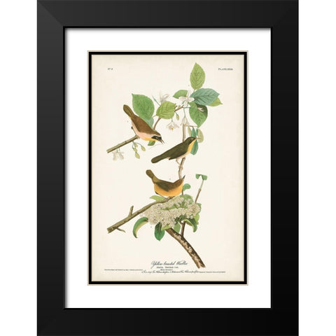 Pl. 23 Yellow-breasted Warbler Black Modern Wood Framed Art Print with Double Matting by Audubon, John James