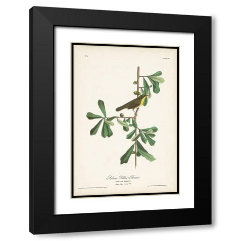 Pl. 24 Roscoes Yellow Throat Black Modern Wood Framed Art Print with Double Matting by Audubon, John James
