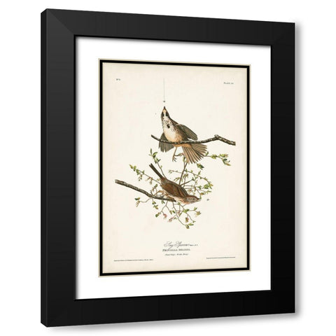 Pl. 25 Song Sparrow Black Modern Wood Framed Art Print with Double Matting by Audubon, John James