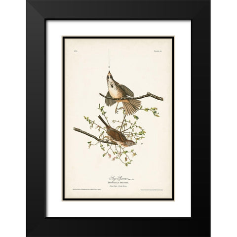 Pl. 25 Song Sparrow Black Modern Wood Framed Art Print with Double Matting by Audubon, John James