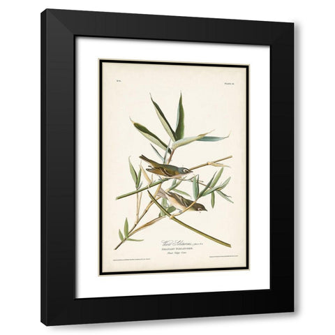 Pl. 28 Vireo Solitarius Black Modern Wood Framed Art Print with Double Matting by Audubon, John James
