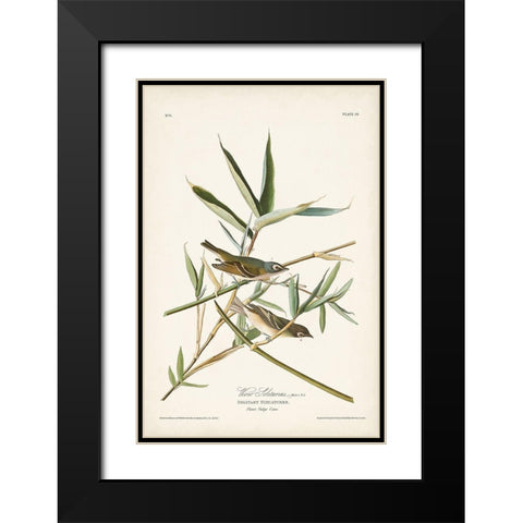 Pl. 28 Vireo Solitarius Black Modern Wood Framed Art Print with Double Matting by Audubon, John James