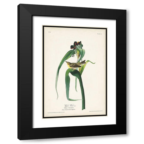 Pl. 30 Vigors Vireo Black Modern Wood Framed Art Print with Double Matting by Audubon, John James