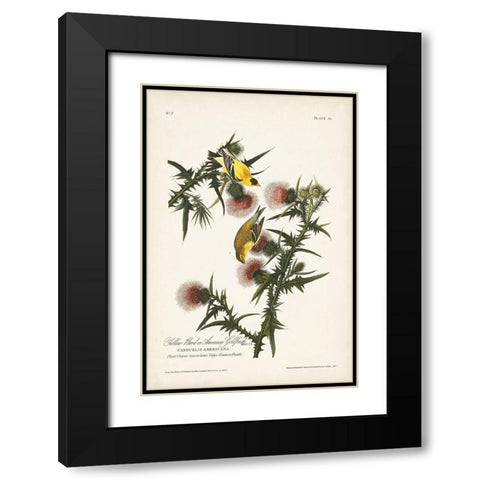 Pl. 33 American Gold Finch Black Modern Wood Framed Art Print with Double Matting by Audubon, John James