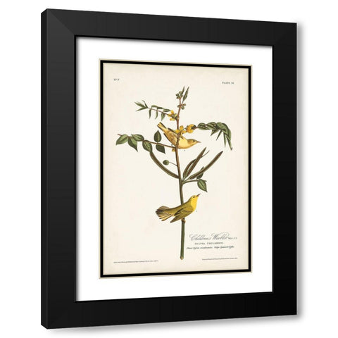 Pl. 35 Childrens Warbler Black Modern Wood Framed Art Print with Double Matting by Audubon, John James