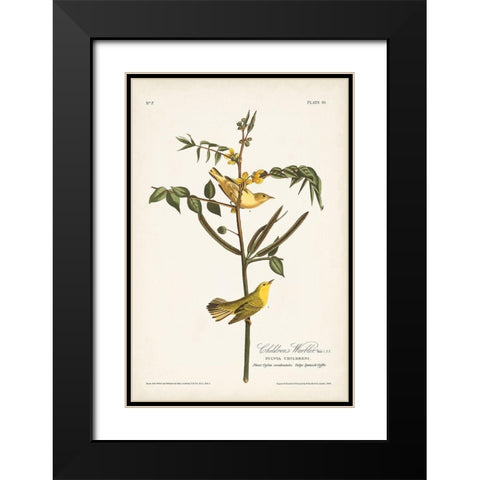Pl. 35 Childrens Warbler Black Modern Wood Framed Art Print with Double Matting by Audubon, John James