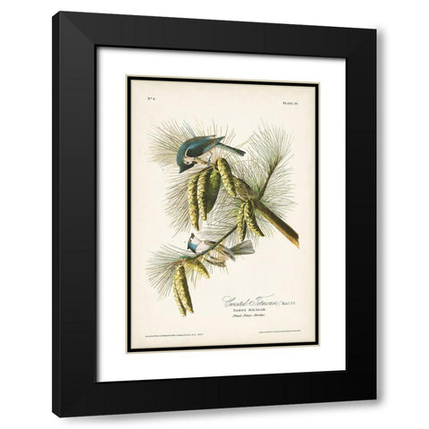 Pl. 39 Crested Titmouse Black Modern Wood Framed Art Print with Double Matting by Audubon, John James