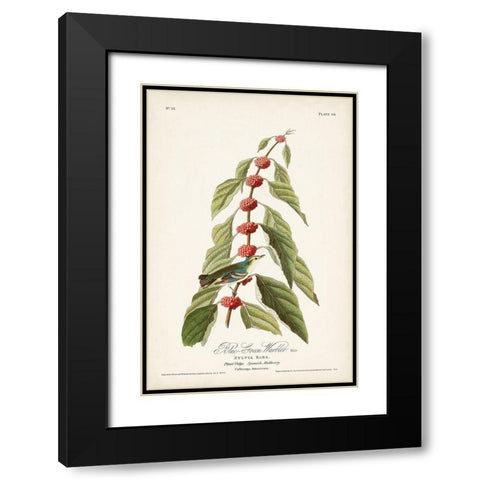 Pl. 49 Blue- Green Warbler Black Modern Wood Framed Art Print with Double Matting by Audubon, John James