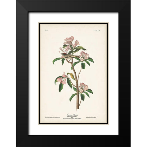 Pl. 55 Cuviers Regulus Black Modern Wood Framed Art Print with Double Matting by Audubon, John James