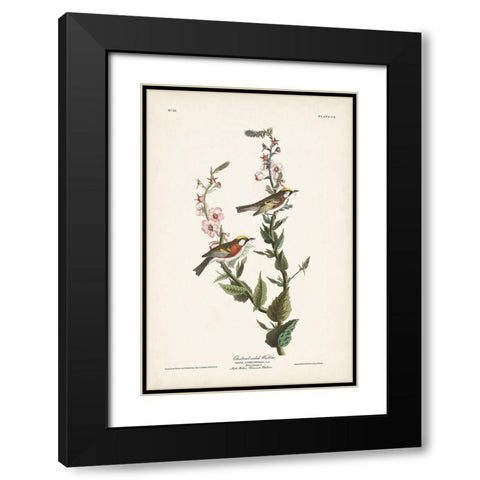 Pl. 59 Chestnut-sided Warbler Black Modern Wood Framed Art Print with Double Matting by Audubon, John James