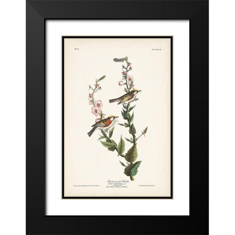 Pl. 59 Chestnut-sided Warbler Black Modern Wood Framed Art Print with Double Matting by Audubon, John James