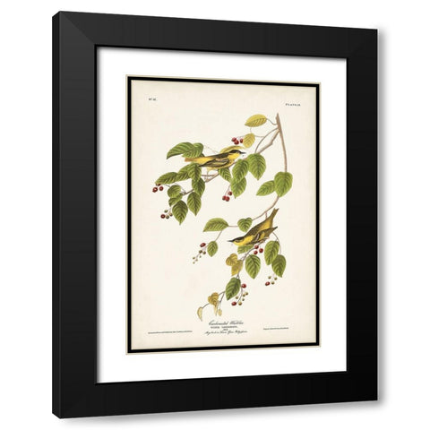 Pl. 60 Carbonated Warbler Black Modern Wood Framed Art Print with Double Matting by Audubon, John James