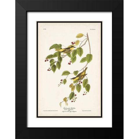Pl. 60 Carbonated Warbler Black Modern Wood Framed Art Print with Double Matting by Audubon, John James