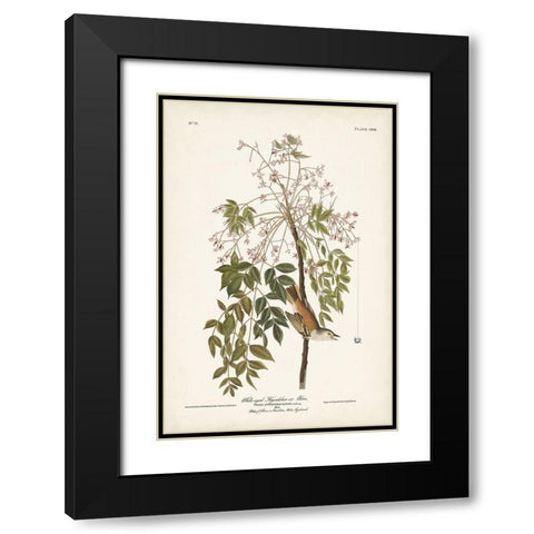 Pl. 63 White-eyed Flycatcher Black Modern Wood Framed Art Print with Double Matting by Audubon, John James