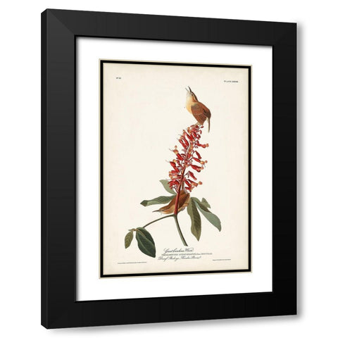 Pl. 78 Great Carolina Wren Black Modern Wood Framed Art Print with Double Matting by Audubon, John James