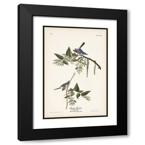 Pl. 84 Bluegrey Flycatcher Black Modern Wood Framed Art Print with Double Matting by Audubon, John James