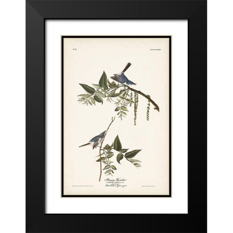 Pl. 84 Bluegrey Flycatcher Black Modern Wood Framed Art Print with Double Matting by Audubon, John James