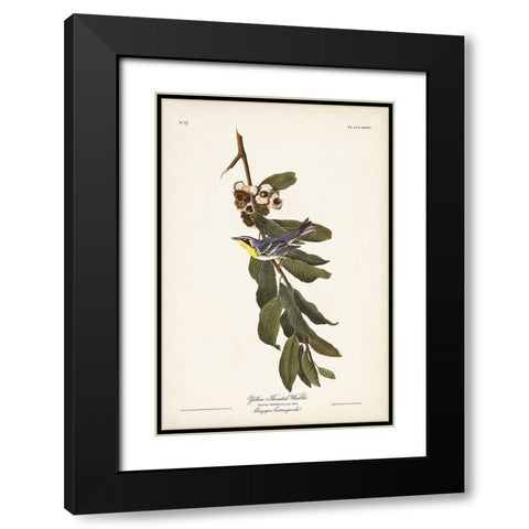 Pl. 85 Yellow-throated Warbler Black Modern Wood Framed Art Print with Double Matting by Audubon, John James