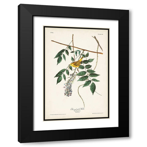 Pl. 95 Blue-eyed Yellow Warbler Black Modern Wood Framed Art Print with Double Matting by Audubon, John James