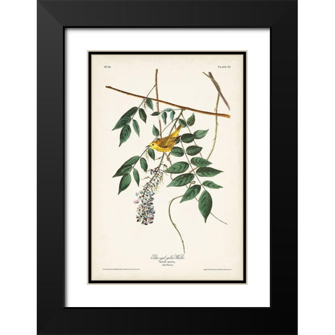 Pl. 95 Blue-eyed Yellow Warbler Black Modern Wood Framed Art Print with Double Matting by Audubon, John James