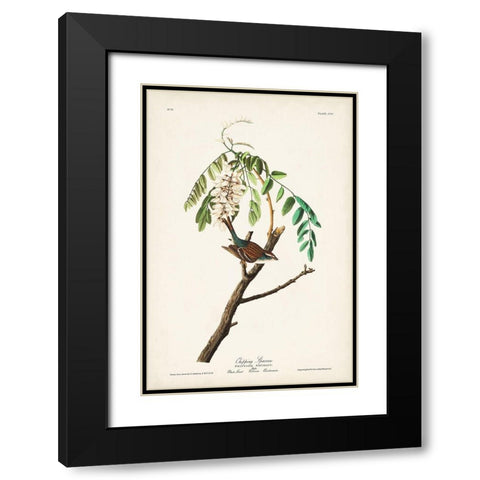 Pl. 104 Chipping Sparrow Black Modern Wood Framed Art Print with Double Matting by Audubon, John James