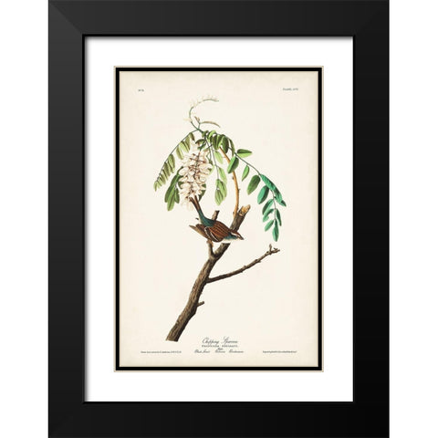 Pl. 104 Chipping Sparrow Black Modern Wood Framed Art Print with Double Matting by Audubon, John James
