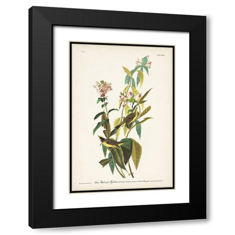Pl. 124 Green Black-capt Flycatcher Black Modern Wood Framed Art Print with Double Matting by Audubon, John James