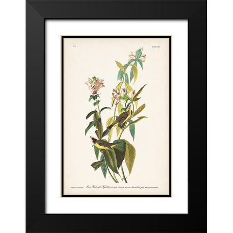Pl. 124 Green Black-capt Flycatcher Black Modern Wood Framed Art Print with Double Matting by Audubon, John James