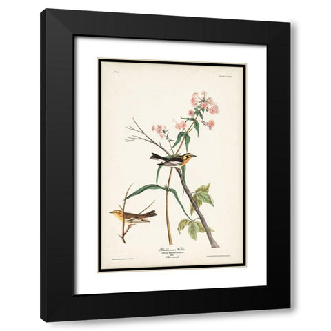 Pl. 135 Blackburnian Warbler Black Modern Wood Framed Art Print with Double Matting by Audubon, John James