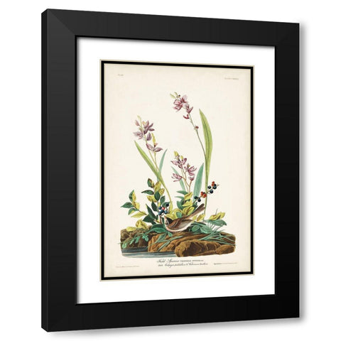 Pl. 139 Field Sparrow Black Modern Wood Framed Art Print with Double Matting by Audubon, John James