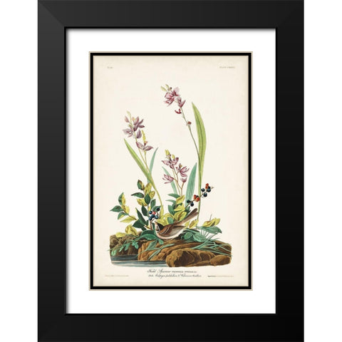 Pl. 139 Field Sparrow Black Modern Wood Framed Art Print with Double Matting by Audubon, John James