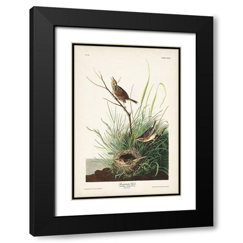 Pl. 149 Sharp-tailed Finch Black Modern Wood Framed Art Print with Double Matting by Audubon, John James