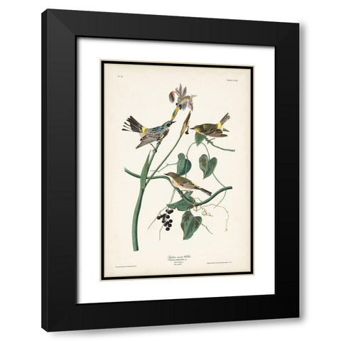 Pl. 153 Yellow-rump Warbler Black Modern Wood Framed Art Print with Double Matting by Audubon, John James