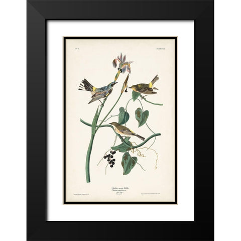 Pl. 153 Yellow-rump Warbler Black Modern Wood Framed Art Print with Double Matting by Audubon, John James