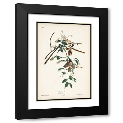 Pl. 160 Carolina Titmouse Black Modern Wood Framed Art Print with Double Matting by Audubon, John James