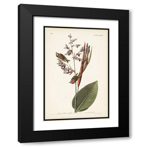 Pl. 183 American Golden-crested Wren Black Modern Wood Framed Art Print with Double Matting by Audubon, John James